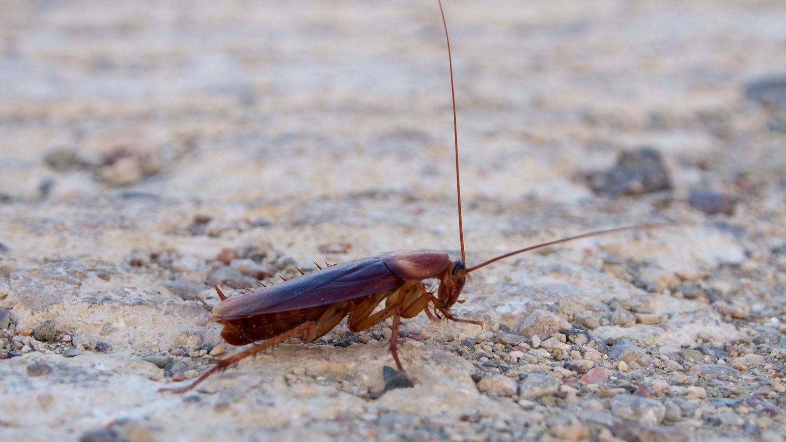 cucaracha americana