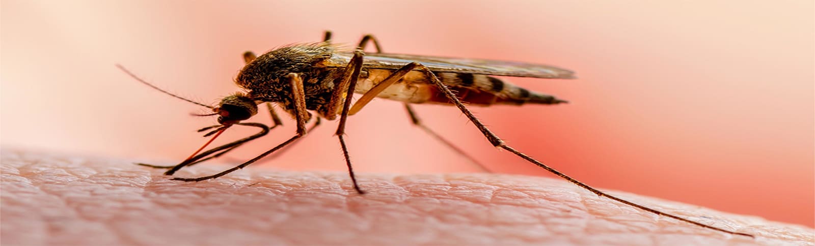 Malaria como se transmite